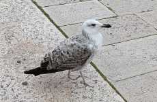 Segue i pescatori, li chiama e pretende del cibo: � Pasquale, il gabbiano di N-d�rr'a la lanze